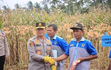 Polda Lampung Ungkap Serapan Jagung Bulog Capai 19 Ribu Ton, Perkuat Ketahanan Pangan Nasional