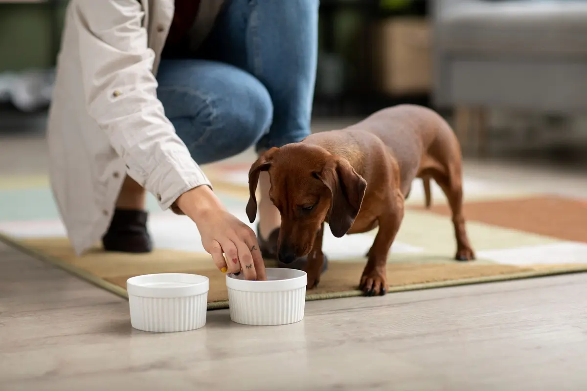 Puppy Eating