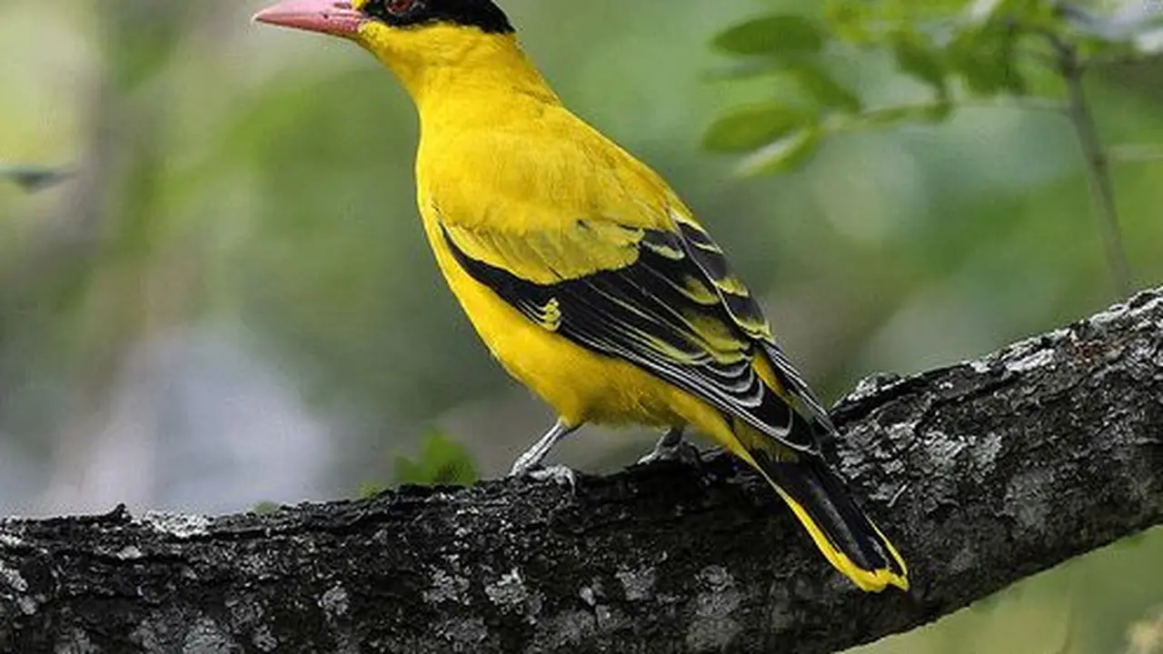 Burung Kepodang di Sulawesi