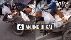 Video anjing-anjing terikat di atas becak motor viral di media sosial.