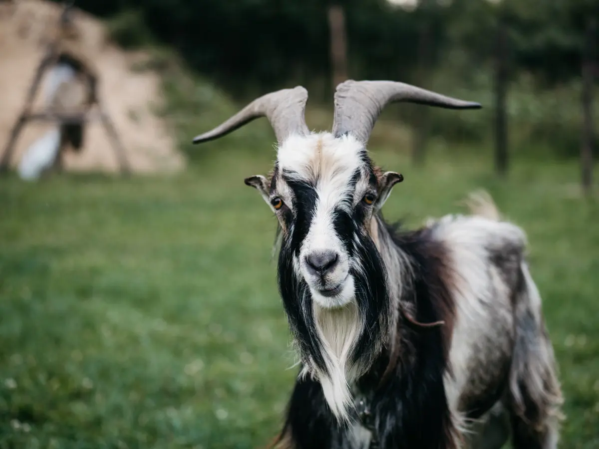 Arti Mimpi Kambing dari Sudut Pandang Primbon Jawa - Ragam Bola.com