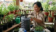 Cara Menanam Kucai di Galon 5 Liter, Panen Subur Meski di Lahan Sempit