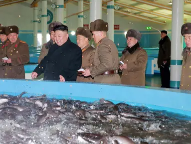 Pemimpin Korea Utara, Kim Jong Un mengunjungi Samchon Catfish Farm di Korea Utara, Selasa (21/2). Wajah Kim Jong Un terlihat bahagia saat melihat kolam yang penuh ikan lele. (AFP Photo/KCNA)