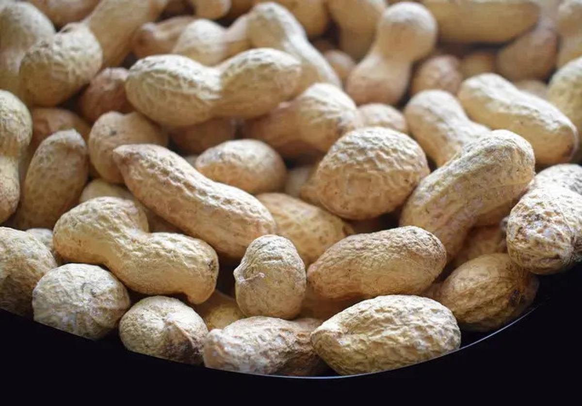 Tips Merebus Kacang Tanah agar Cepat Empuk dan Gurih, Irit Gas dan Praktis