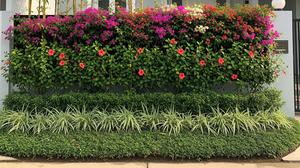 6 Inspirasi Living Fence dari Tanaman Berlapis untuk Hunian Lebih Asri