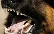 Warga Inhil Riau Meninggal Usai Digigit Anjing Rabies