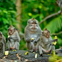 ilustrasi monyet/Leo_nik/Shutterstock