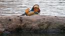 Bebek mandarin muncul di sebuah kolam di Central Park, New York, Selasa (27/11). Hewan yang juga dinobatkan sebagai bebek terindah di dunia ini memiliki ukuran panjang 41-49 cm dan bentang sayap 65-75 cm. (Don EMMERT / AFP)