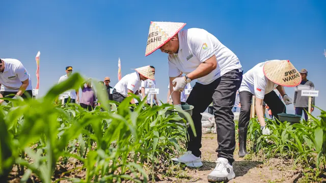 Bupati Jember Hendy Siswanto memimpin gerakan pemupukan sawah dengan pupuk organik (Istimewa)