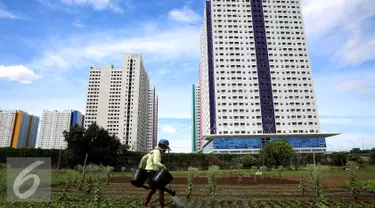 Petani menyiram sayuran bayam saat memanfaatkan lahan pertanian di Jakarta, Selasa (23/12). Suku Dinas Pertanian dan Kehutanan Jakarta Utara mencatat 90 persen dari 528 hektare lahan pertanian dimiliki oleh perusahaan pengembang. (Liputan6.com/JohanTallo)