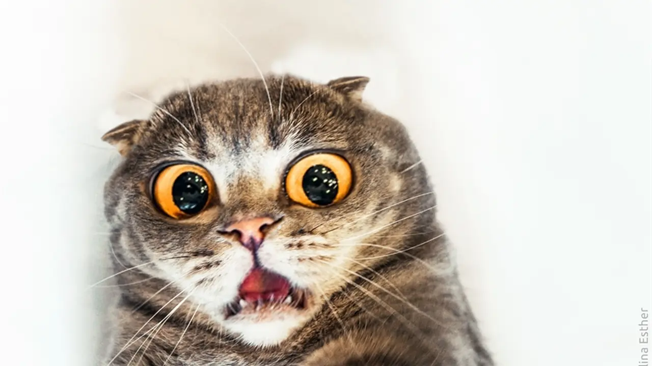 Kucing Ini 'Ngomel' Layaknya Manusia