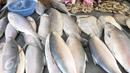Ikan bandeng segar yang akan di jual di kawasan Petak Sembilan, Jakarta, Selasa (24/1). Dalam tradisi Imlek, ikan bandeng merupakan lambang rezeki dalam kehidupan. (Liputan6.com/Yoppy Renato)