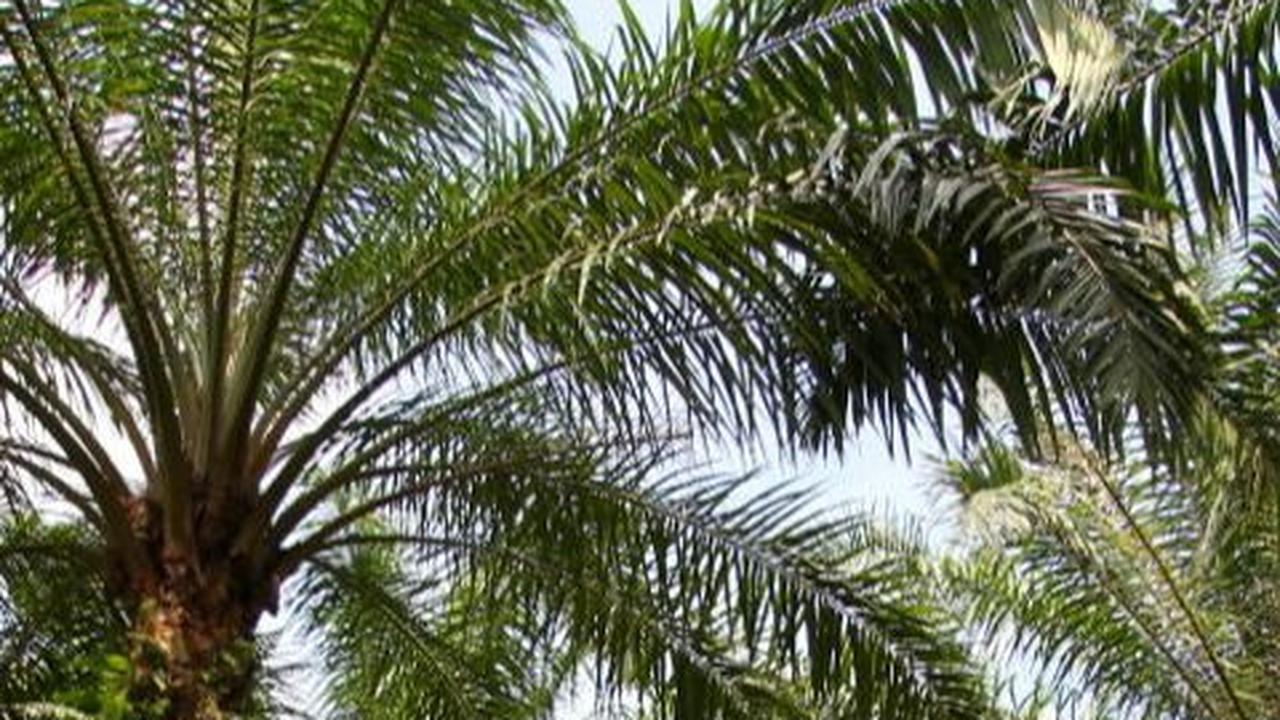 Manfaat Kelapa Sawit bagi Manusia, Tak Cuma Jadi Minyak untuk Kesehatan
