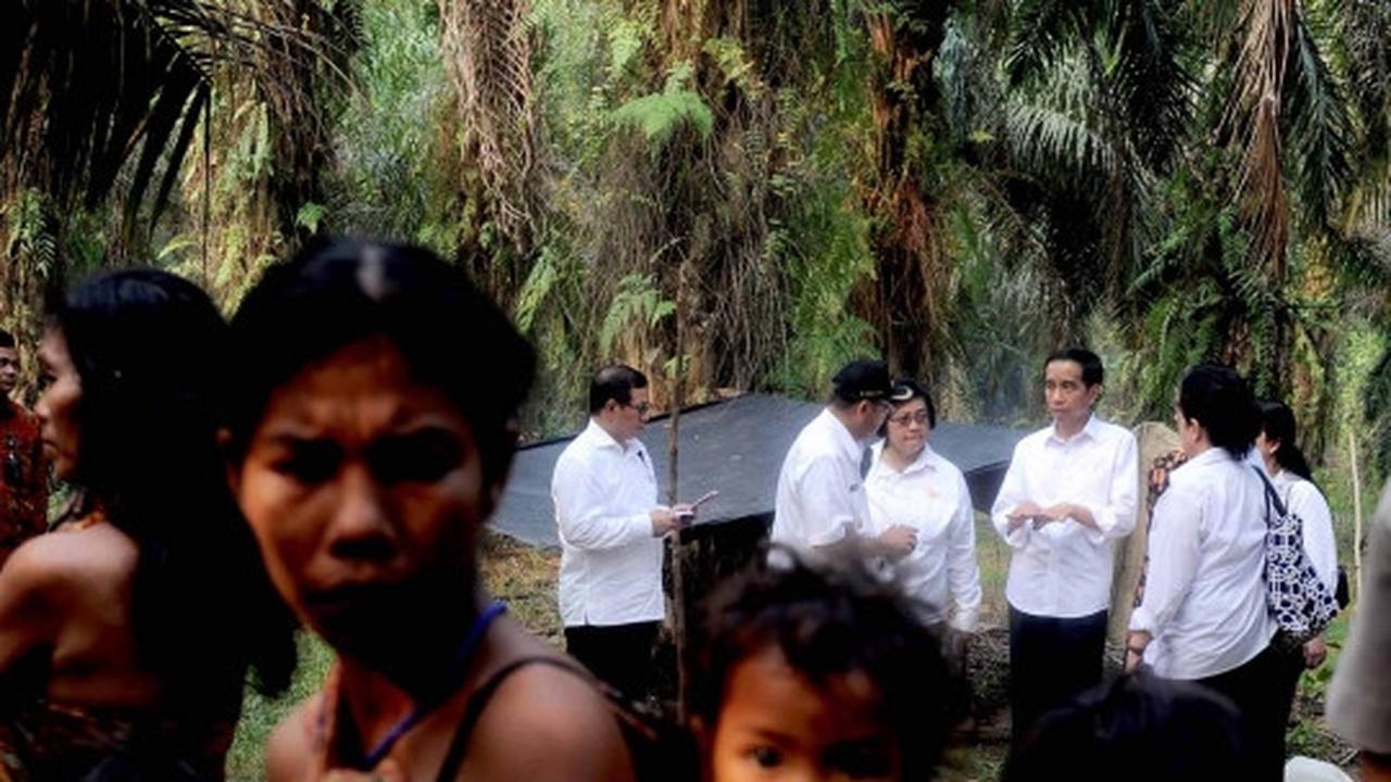 Keakraban Jokowi bertemu Suku Anak Dalam di hutan sawit