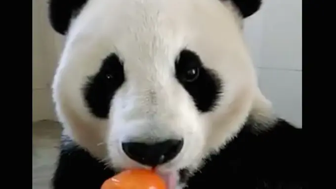 [Bintang] Bertenaga Kuat, Panda Ini Nggak Sanggup Makan Es Krim