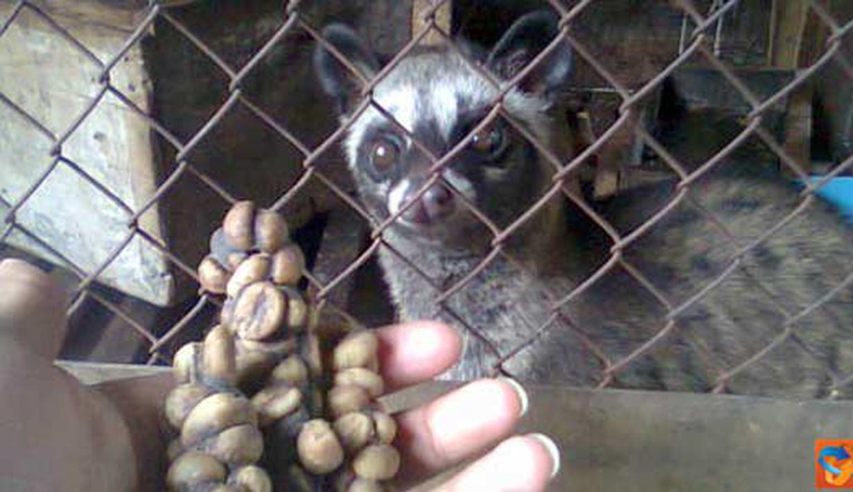 Produksi Kopi  Fermentasi Luwak  Murni Foto  Liputan6 com