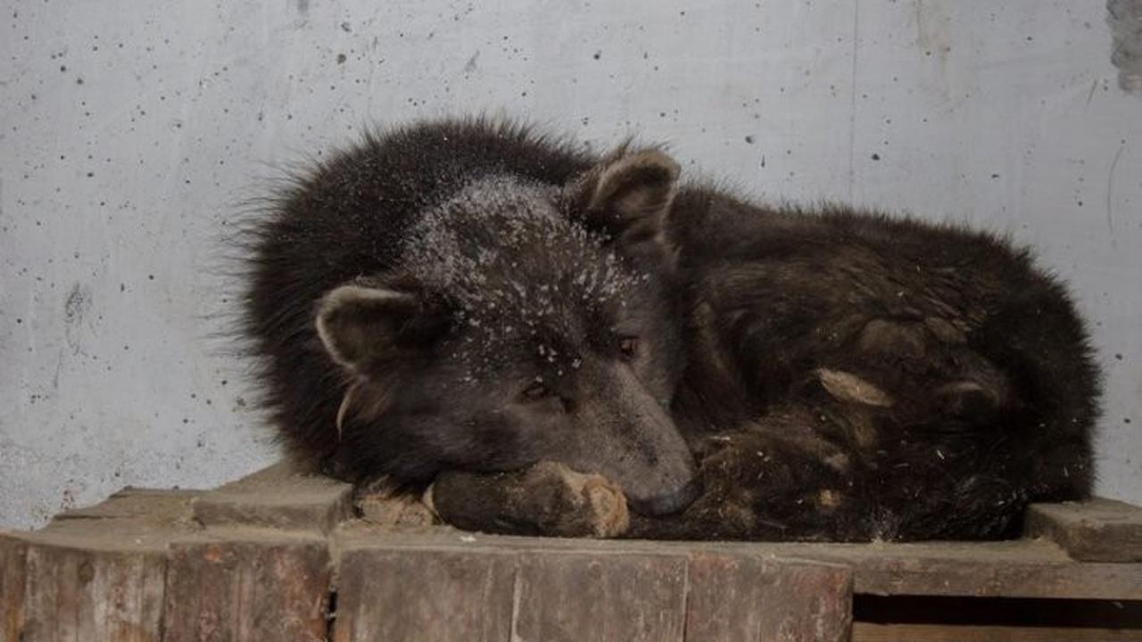 Sedih, Sembarang Menyilangankan, Anjing Ini Dibuang