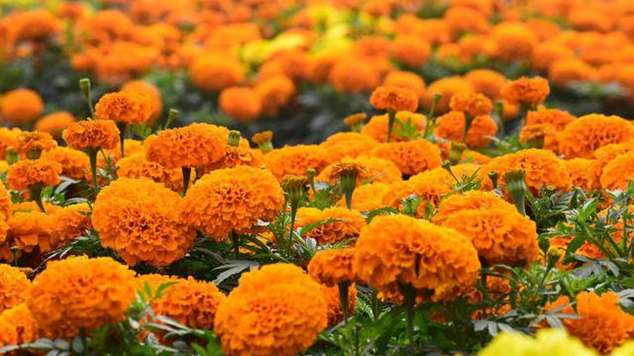Bunga marigold (dok. pexels.com)