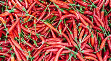 Ilustrasi Cabai