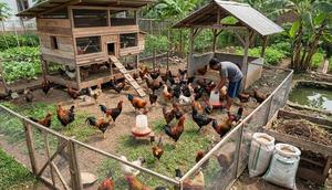 Ternak Ayam Kampung Super/Joper di Lahan 100 Meter Persegi (AI)