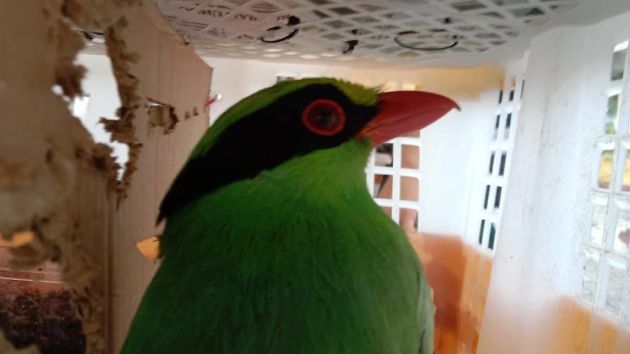 Bagasi Penumpang Bus Mencurigakan, Badan Karantina Lampung Gagalkan Penyelundupan Berbagai Jenis Burung yang Dilindungi