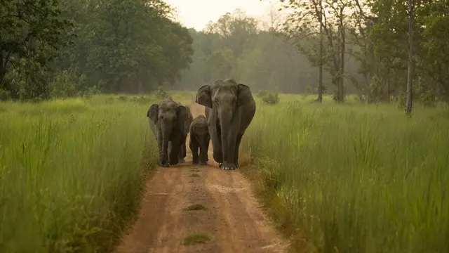 World Wildlife Day
