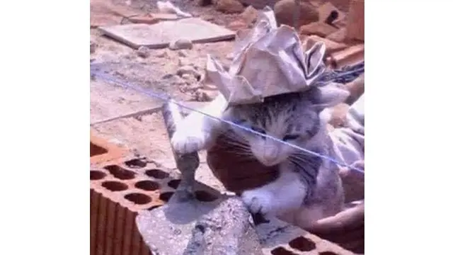 6 Potret Kucing Jadi Tukang Bangunan Ini Bikin Ketawa Geli