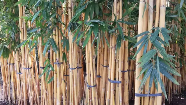 Jenis Tanaman Kebun Mini yang Sebaiknya Tidak Ditanam Dekat Rumah (Foto: Tani Sejahtera)