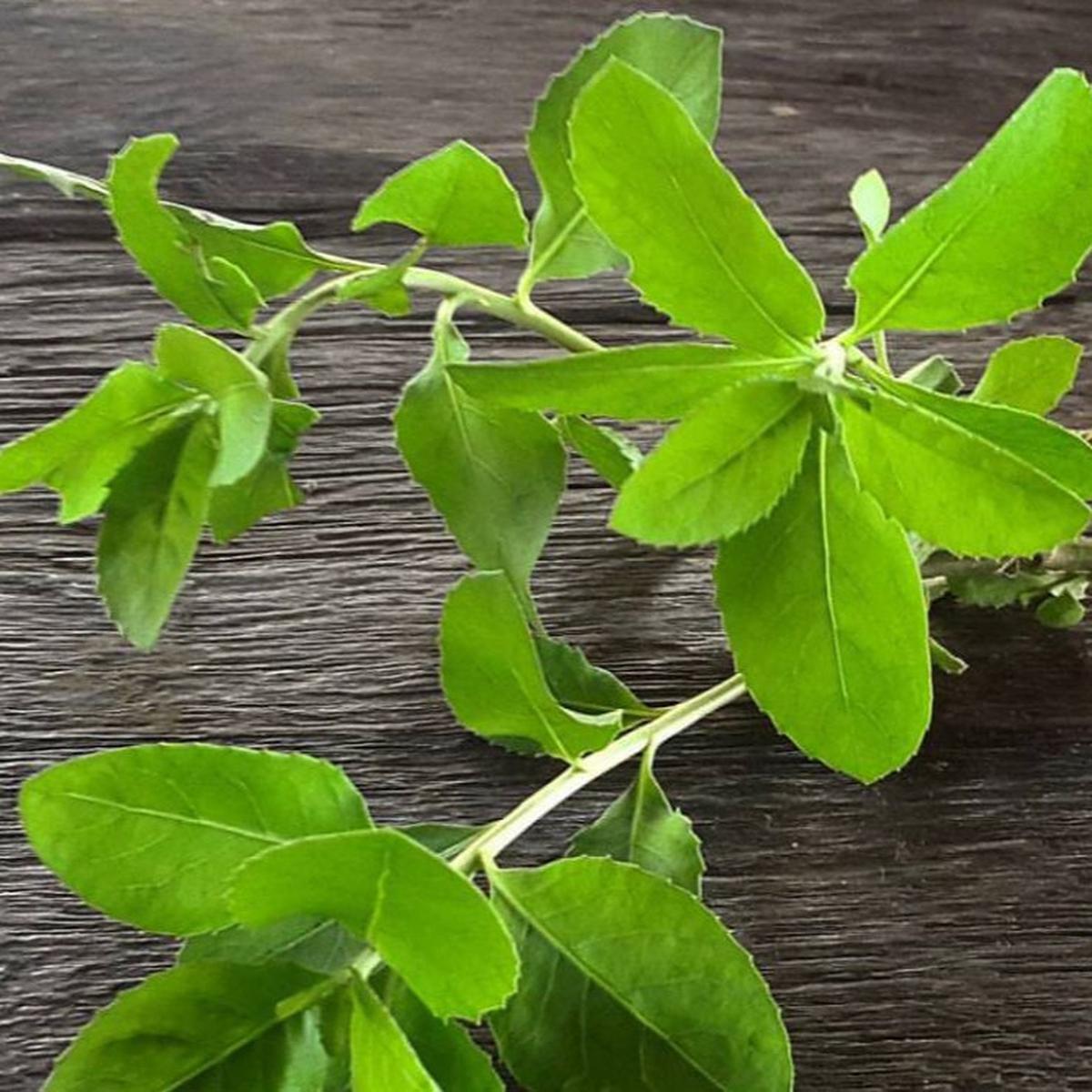 Daun Beluntas, salah satu bahan jamu Madura untuk memperlancar persalinan