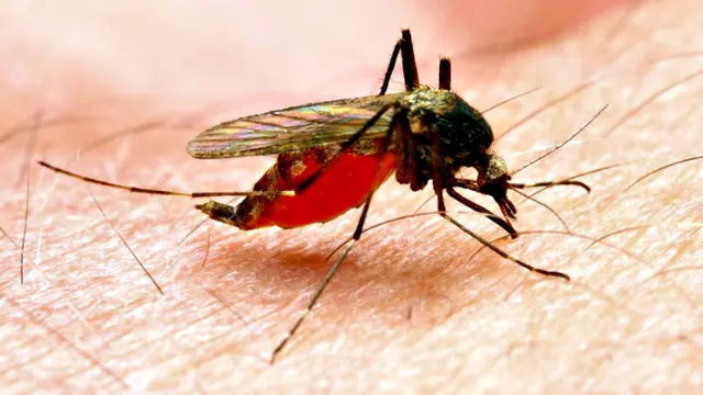 Ajaib, Vaksin Malaria Ini Malah Sembuhkan Kanker