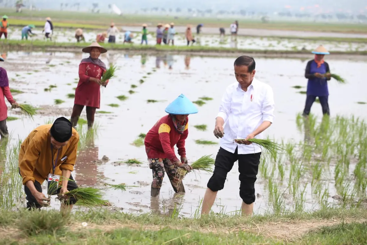 Genjot Ketersediaan Beras Nasional, Presiden Jokowi Didampingi Mentan SYL  Lakukan Percepatan Tanam Padi di Tuban