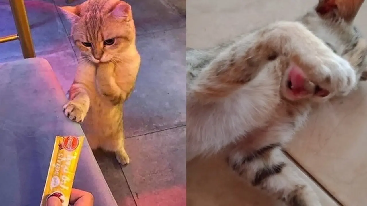 6 Foto Ini Buktikan Definisi 'Malu-malu Kucing' yang Sebenarnya