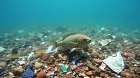 Waspadai Risiko Kesehatan dari Konsumsi Ikan dari Perairan Tercemar