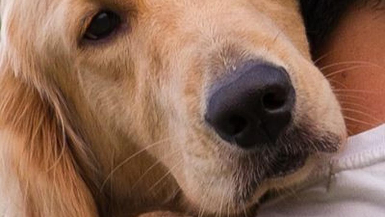 Nama Anjing Jepang Jantan<br>