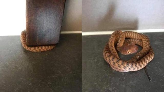 Tebak Gambar Ular Di Pohon