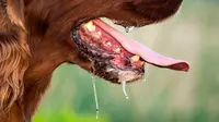 Lumpuh dan Koma karena Paparan Rabies