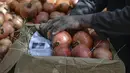 Seorang pekerja memilah buah delima yang dipanen di desa Mazara di distrik Arghandab, Kandahar (5/10/20210). Banyak warga Afghanistan yang membudidayakan buah ini sebagai mata pencarian utama. (AFP/ Javed Tanveer)