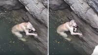 Detik-Detik Anjing yang Jatuh ke Sumur Lolos dari Maut