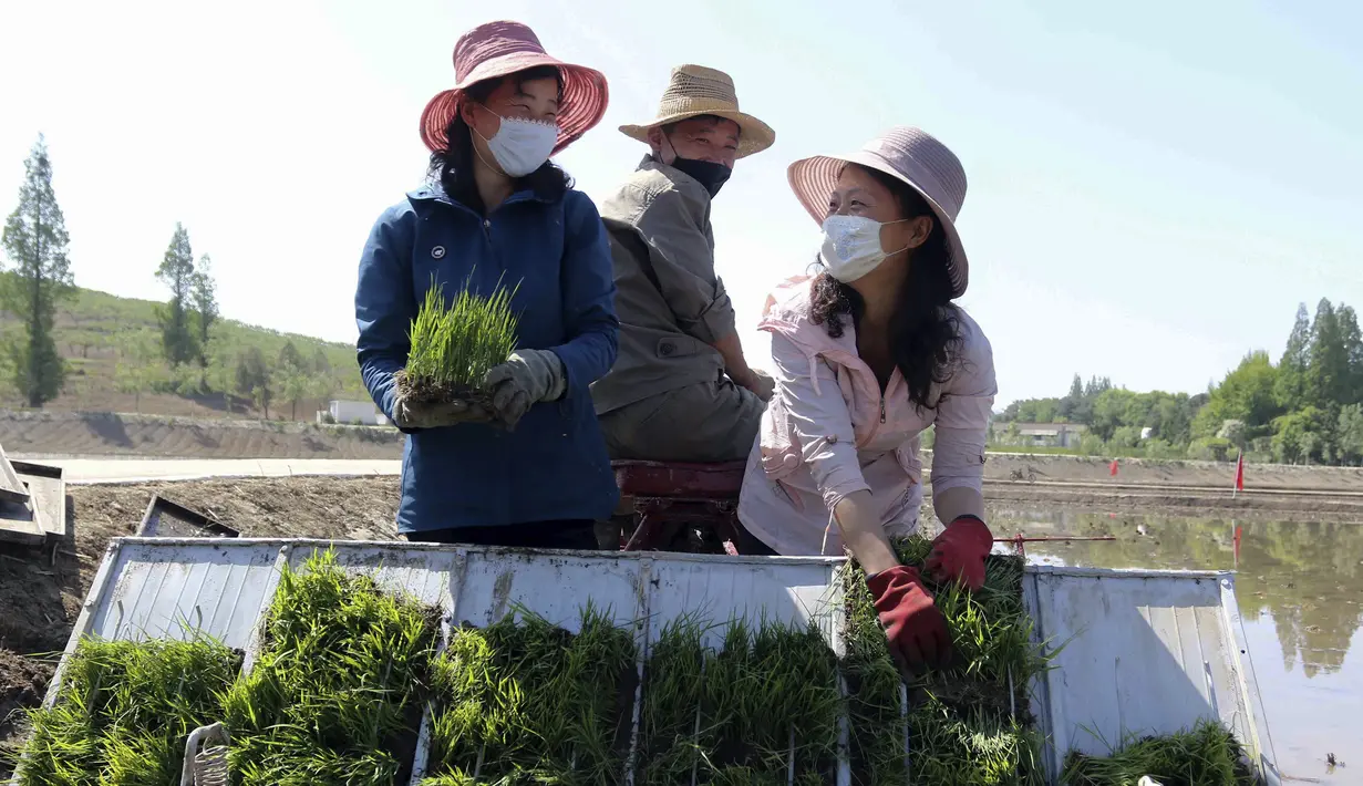 <p>Petani menanam padi menggunakan penanam bibit padi di Chongsan Cooperative Farm, Distrik Kangso, Nampho, Korea Utara, 9 Mei 2022. (AP Photo/Jon Chol Jin)</p>