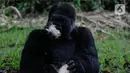 Gorila memakan makanan dalam kandangnya di Taman Margasatwa Ragunan, Jakarta Selatan, Senin (20/4/2020). Satwa-satwa di Taman Margasatwa Ragunan terlihat lebih tenang karena lingkungan menjadi lebih sepi sesuai habitat aslinya. (Liputan6.com/Faizal Fanani)