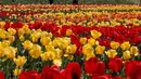 Pengunjung yang memakai masker berjalan di dekat ladang tulip di sebuah taman di Paju, Korea Selatan, pada 14 April 2021. Korea Selatan sedang menyambut musim semi yang akan berlangsung dari Maret hingga Mei. (AP Photo/ Lee Jin-man)