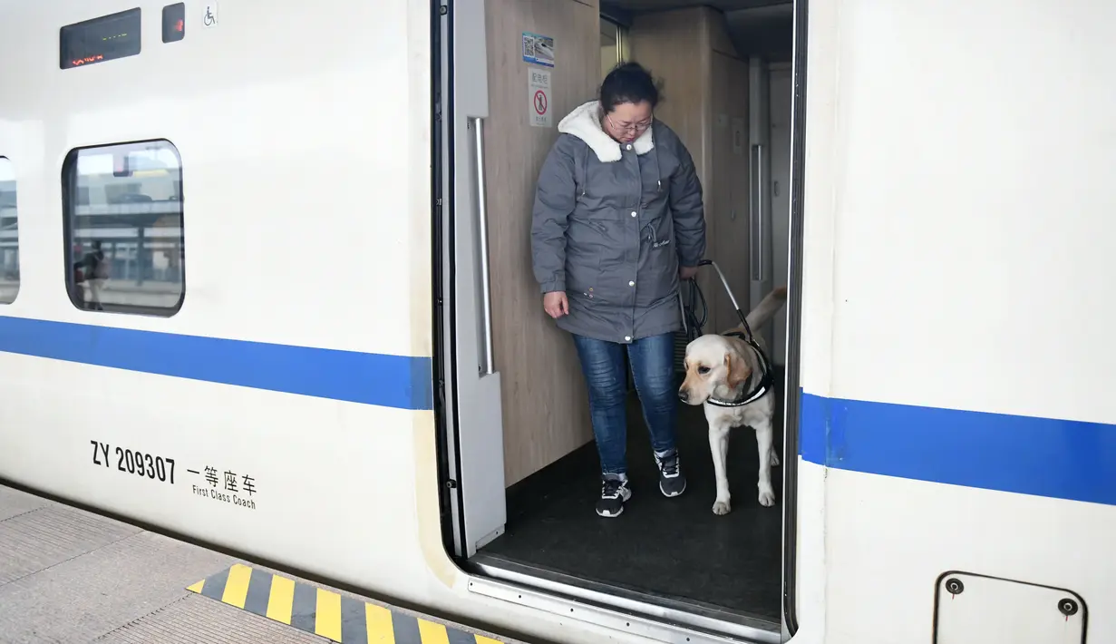 Seekor anjing pemandu dan pelatihnya turun dari kereta di Stasiun Kereta Selatan Baoji di Baoji, Provinsi Shaanxi, China pada 12 Januari 2020. Anjing-anjing pemandu dilatih untuk beradaptasi dengan kereta peluru guna membantu penumpang tunanetra selama arus mudik Tahun Baru Imlek. (Xinhua/Li Yibo)