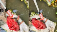 Usai Cabut Singkong, Buruh di Lampung Temukan Bayi