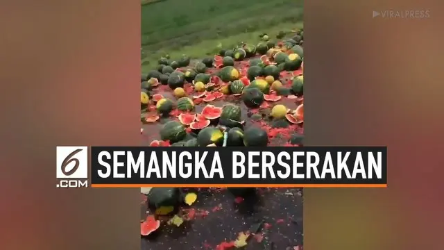 Sebuah truk pengangkut semangka kehilangan kendali dan menumpahkan semua isi muatannya di jalan Valea Plopilot, Rumania. Ratusan semangka berserakan di jalan dan menjadi rebutan para warga.