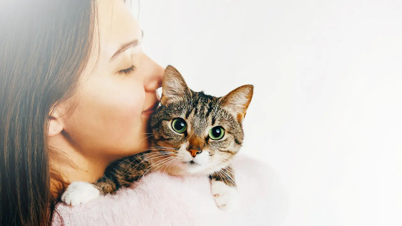 Ilustrasi kucing.
