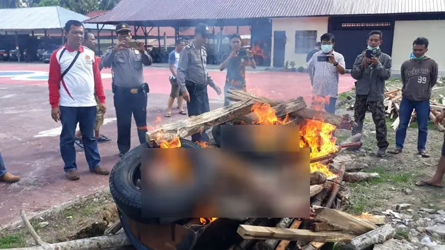 Harimau Sumatera