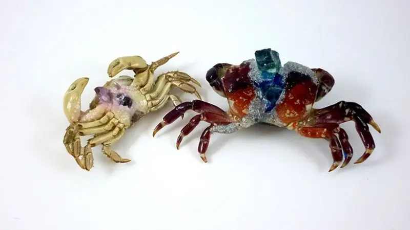 Manfaatkan Cangkang Kepiting Jadi Perhiasan, 7 Hasilnya Mengagumkan