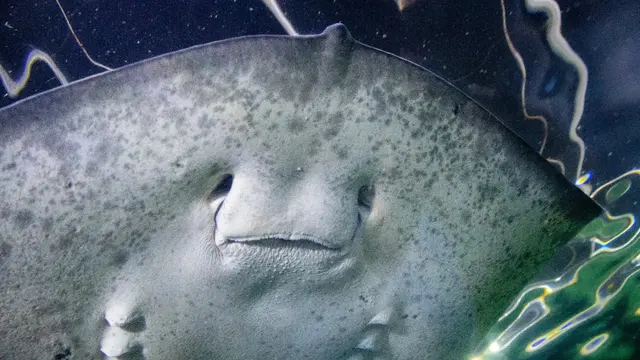 Ilustrasi Ikan Pari