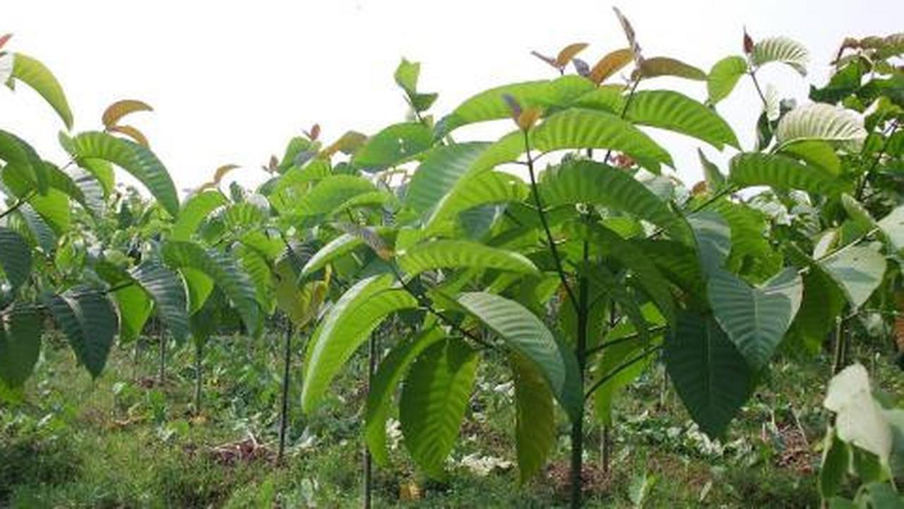 Pohon jabon, dulu murah sekarang mahal