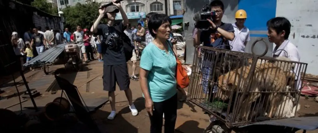 Wanita ini selamatkan 100 anjing di Festival Yulin.